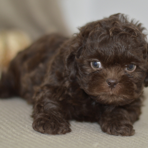 Shih Tzu Puppy Jaden