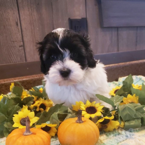 Coton de Tulear Puppy Dexter