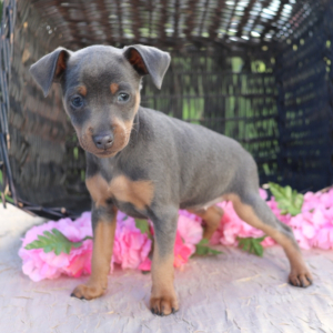 Miniature Pinscher Puppy Jewel