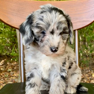 Sheepadoodle Puppy Cash