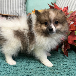 Pomeranian Puppy Maggie