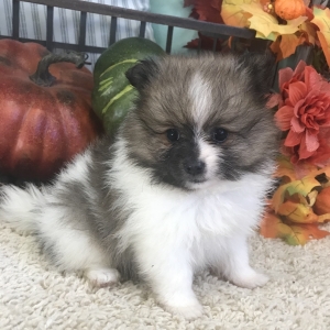 Pomeranian Puppy Maggie