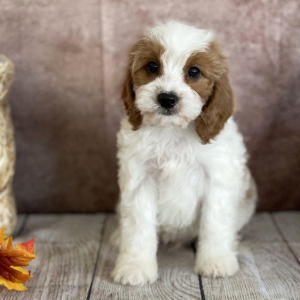 Cavapoo Puppy Braxton