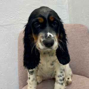 English Springer Spaniel Puppy Jream