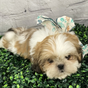 Shih Tzu Puppy Jennie