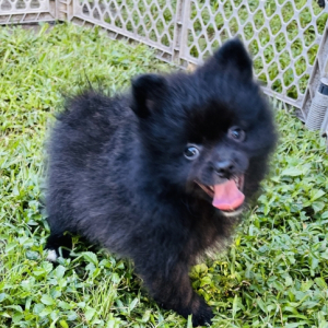 Pomeranian Puppy Bunny