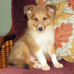 Shetland Sheepdog Puppy Foxy