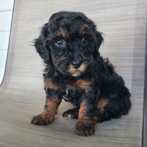 Poodle Puppy Irvin