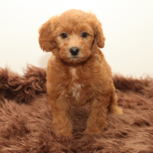 Goldendoodle Puppy Clementine