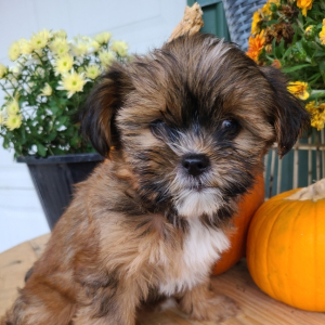 Shorkie Puppy Tracy