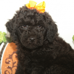 Goldendoodle Puppy Daisy Doodle