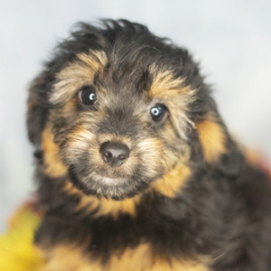 Aussiedoodle Puppy Marty