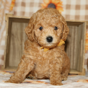 Poodle Puppy Barry