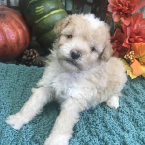 Aussiedoodle Puppy Andy