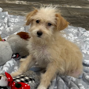 Aussiedoodle Puppy Andy