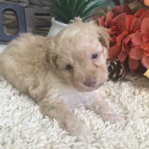 Aussiedoodle Puppy Candy