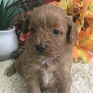 Aussiedoodle Puppy Nash