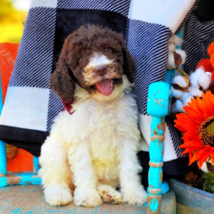 Poodle Puppy Pepper