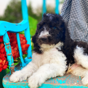 Poodle Puppy Hunter