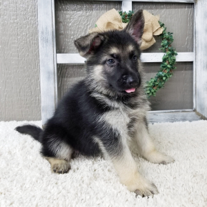German Shepherd Dog Puppy Zachary