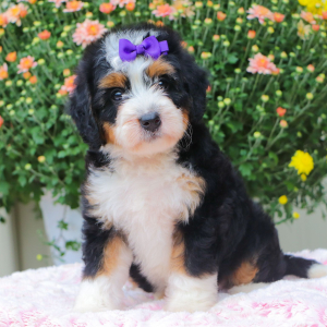 Bernedoodle Puppy Reagan