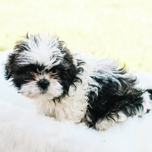 Shih Tzu Puppy Cara
