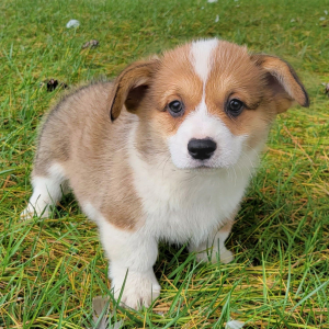Pembroke Welsh Corgi Puppy Tuff