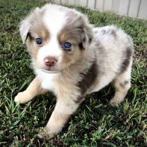 Australian Shepherd Puppy Eli