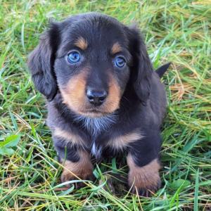 Dachshund Puppy True