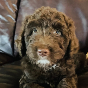 Aussiedoodle Puppy Maise