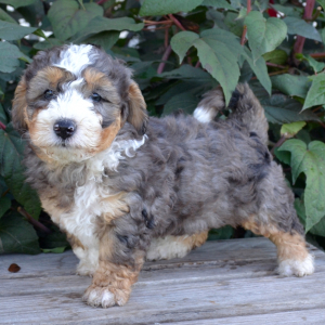 Bernedoodle Puppy Teddy
