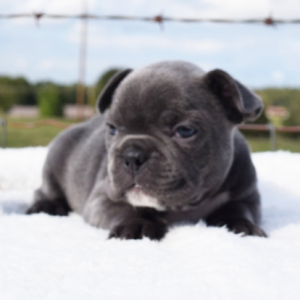 French Bulldog Puppy Lindee