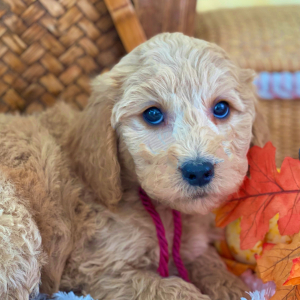 Goldendoodle Puppy Sophia Marie