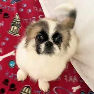 Pekingese Puppy Fritz