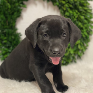Labrador Retriever Puppy Asher