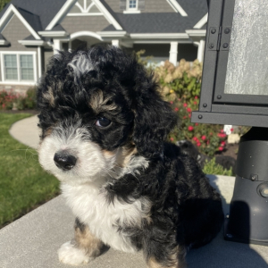 Bernedoodle Puppy Willow