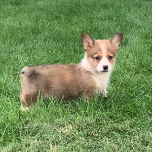 Pembroke Welsh Corgi Puppy Ziggy