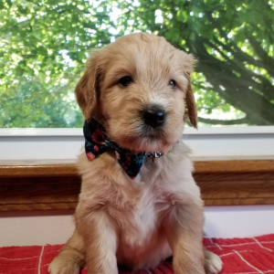 Goldendoodle Puppy Scout