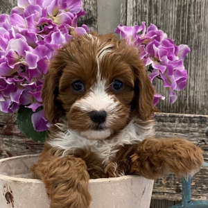 Cavapoo Puppy Eden