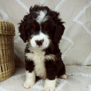 Bernedoodle Puppy Dolly