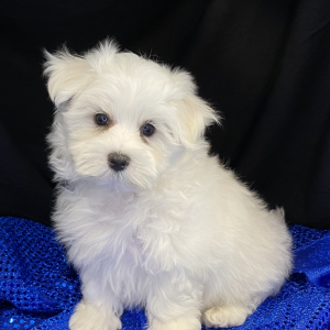 Maltese Puppy Derek