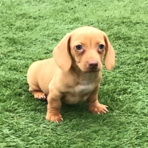 Dachshund Puppy Rocco