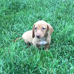 Dachshund Puppy Rocco