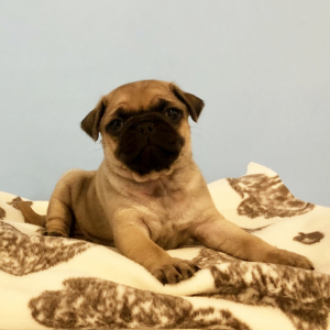 Pug Puppy Dora