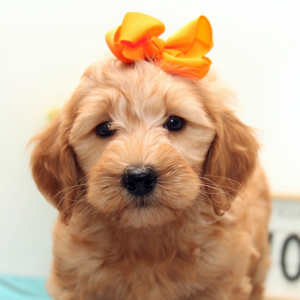 Goldendoodle Puppy Prudence