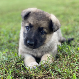 German Shepherd Dog Puppy Nala