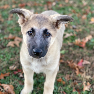 German Shepherd Dog Puppy Nala