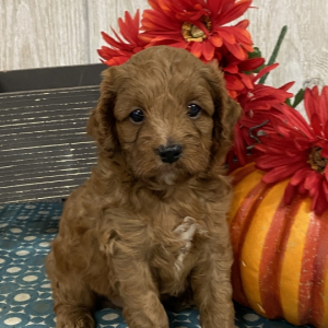 Cavapoo Puppy Flash
