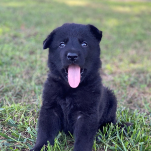 German Shepherd Dog Puppy Rebel