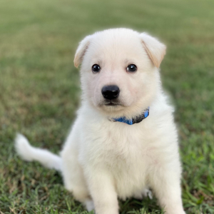 German Shepherd Dog Puppy Blitz